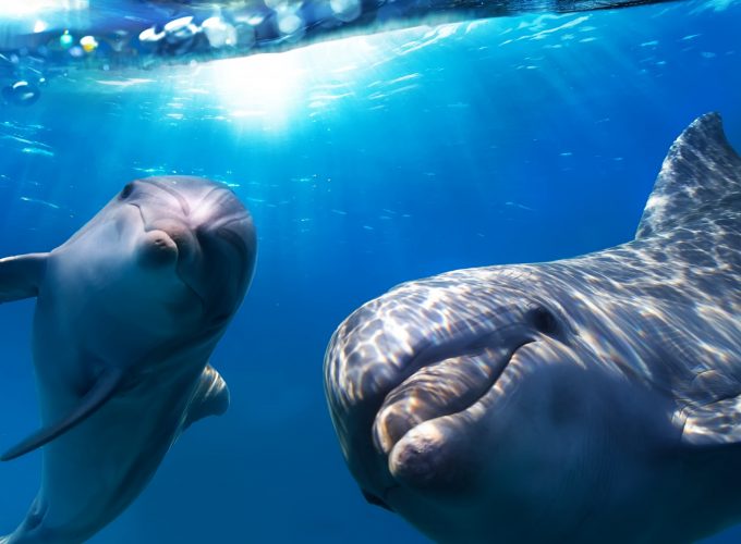 Wallpaper Dolphin, underwater, Best Diving Sites, Travel 259305768
